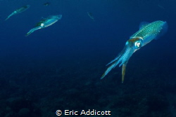 Reef Squid by Eric Addicott 